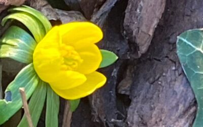 Vælger du at så blomster eller ukrudt?