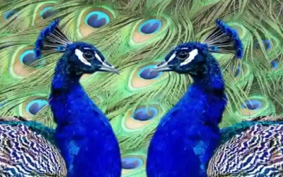 ✨ Den Store Skønhedskonkurrence ✨