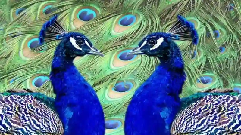 Den Store Skønhedskonkurrence